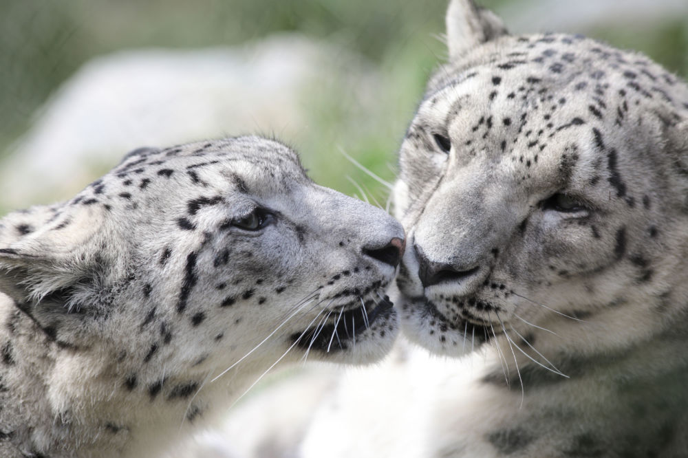 Что угрожает популяции снежных барсов в Казахстане?